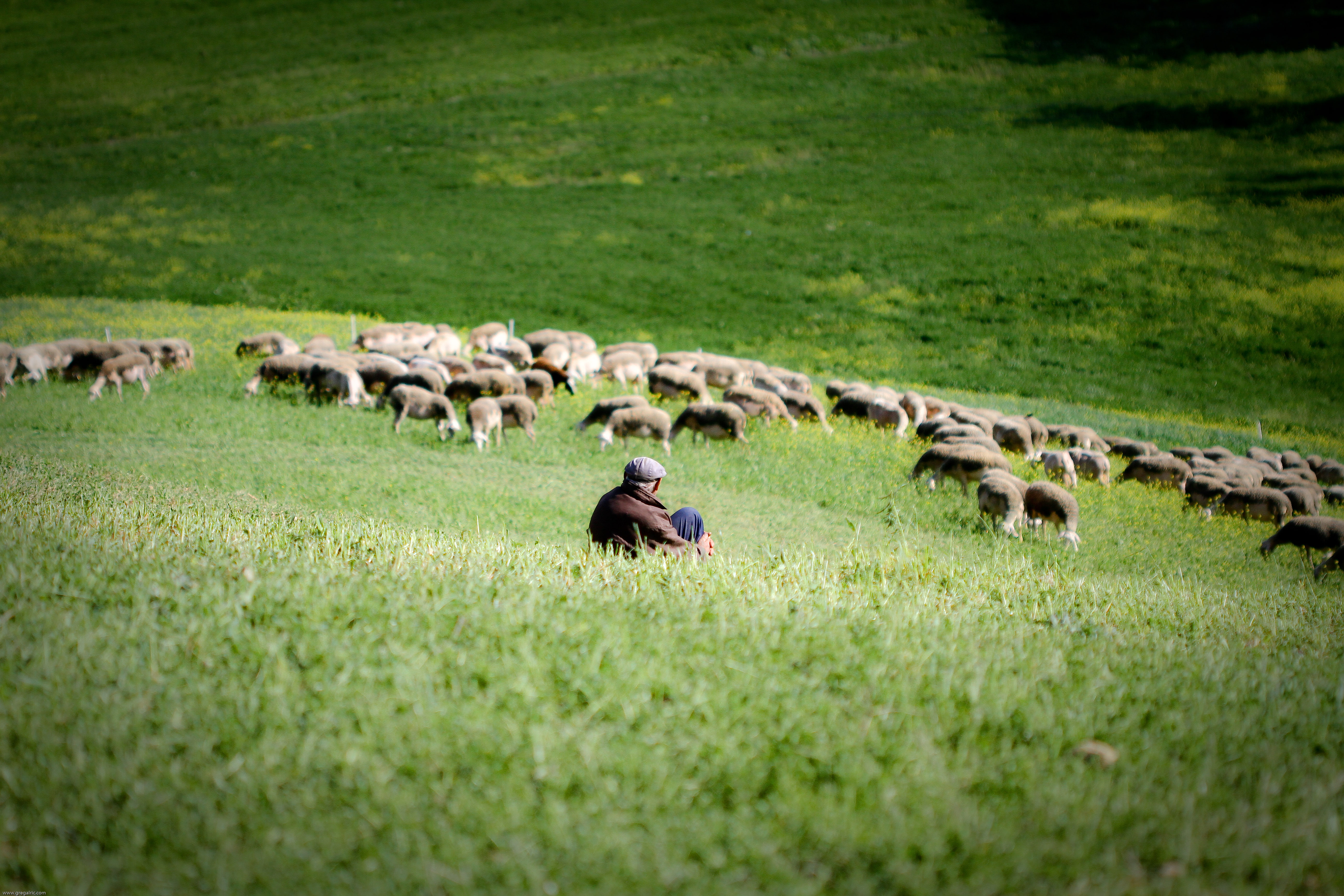 Troupeau de brebis Lacaune