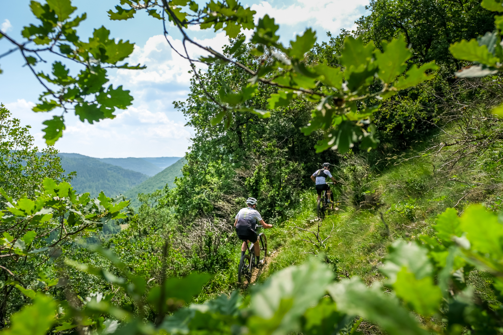 Echappée forestière